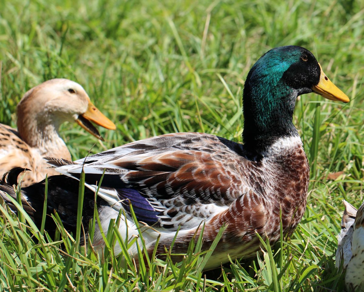 Silver Appleyard Hatching Eggs (14 Eggs)
